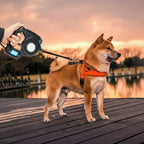 LED Dog Leash with Integrated Flashlight for Safe Walks